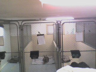 Wellsboro Veterinary Hospital 
