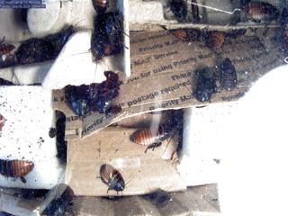 USC Roach Cam (Madagascar Hissing Cockroaches)