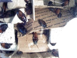 USC Roach Cam (Madagascar Hissing Cockroaches)