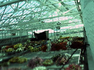 Cornell University - Greenhouse