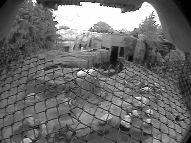 Toledo Zoo - Polar Bear Cam