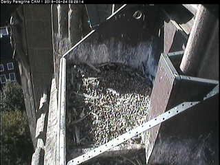 Peregrine Falcon Nest - Derby Cathedral