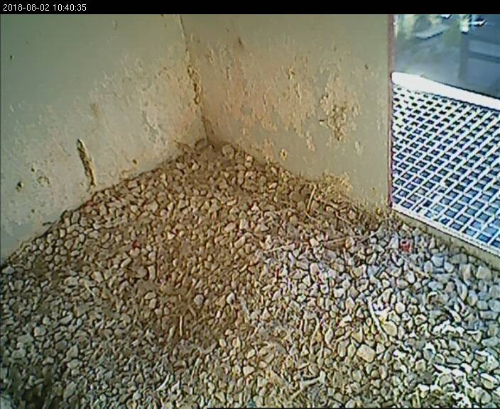 E.ON Power Plant - Peregrine Falcon Nest Cam