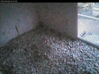 E.ON Power Plant - Peregrine Falcon Nest Cam