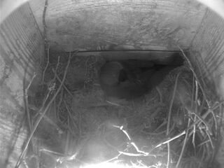 Jackdaw Nest Cam