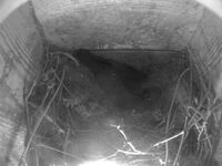 Jackdaw Nest Cam