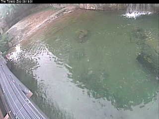Toledo Zoo 'hippo cam'