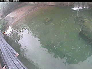 Toledo Zoo 'hippo cam'