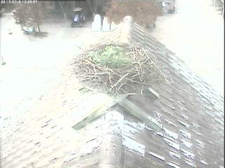 Stork's Nest at Wauwilermoos Prison