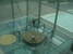 University of Miskolc - Foucault Pendulum