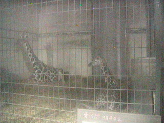 Chausuyama Zoo - Giraffe Cam