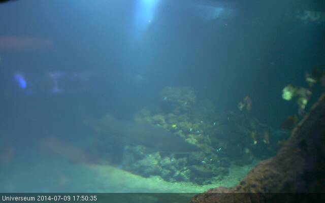 Universeum Science Centre Sharks Aquarium 