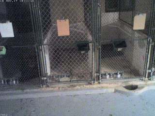 Wellsboro Veterinary Hospital 