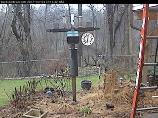 Bucks Bird Cam