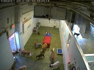 Dog Playroom