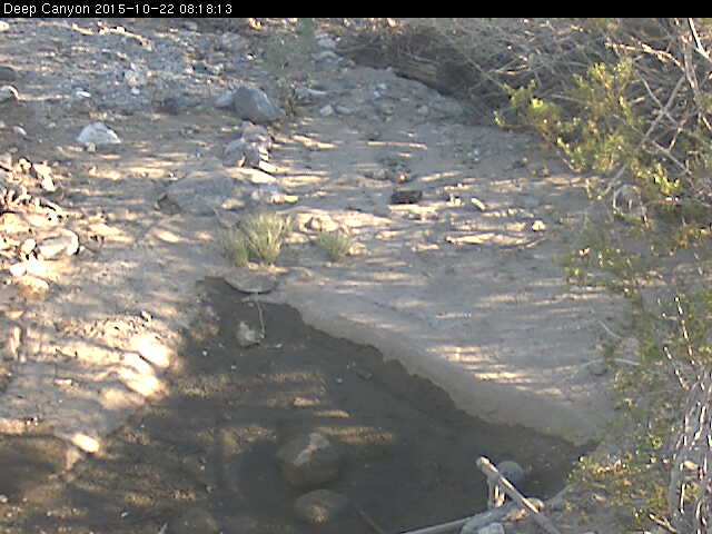 Boyd Deep Canyon Desert Research Center - Coyote Pond