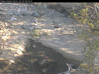 Boyd Deep Canyon Desert Research Center - Coyote Pond