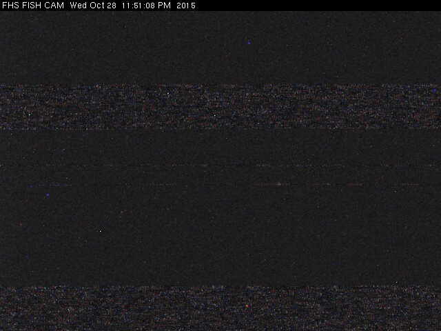FHS Fish Cam