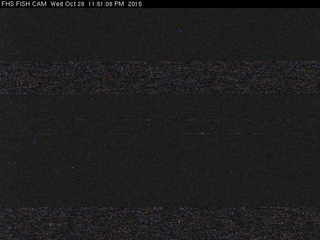 FHS Fish Cam