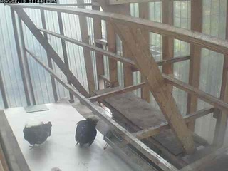 Chicken Coop