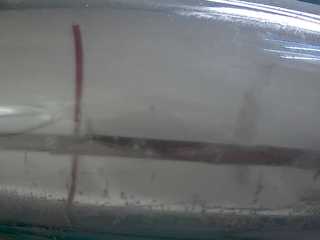 Toledo Zoo - Ant Cam