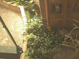 Clark County School District - Cockatoo Cam