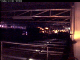 Cornell University - Tulip Cam