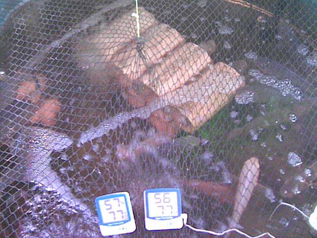 Tilapia fish tank