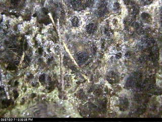 University of Wisconsin Madison - Ant Cam