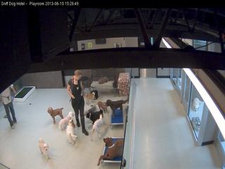Sniff Dog Hotel - Playroom