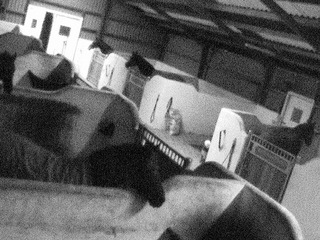 Horse Stables