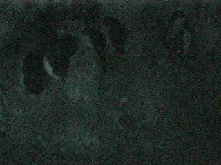 Indianapolis Zoo - Penguin Cam