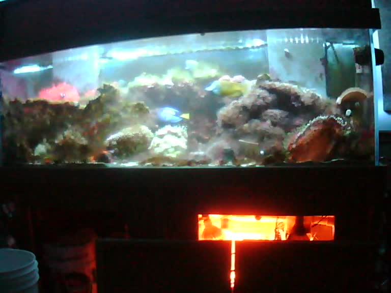 Aquarium Cam