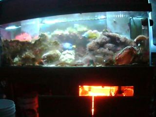 Aquarium Cam
