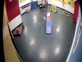Pampered Pet Hotel