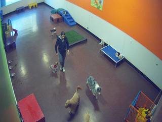 Pampered Pet Hotel