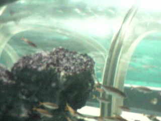 Underwater Aquarium 