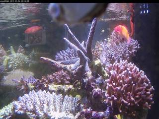 Aquarium 