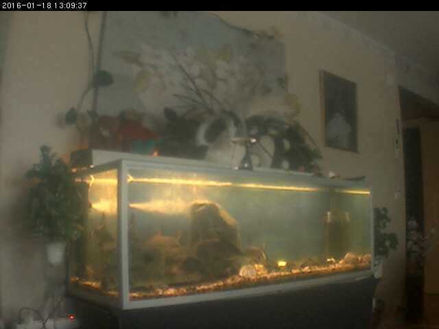 Vilhelmina's Famous Garden Cam