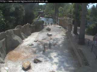 Birdland Park & Gardens - Penguin Cam