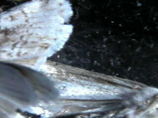 Overlooking a dead moth