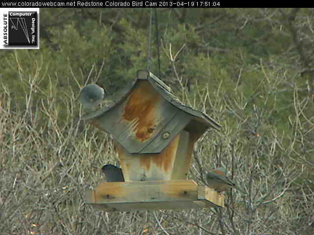 Bird Feeder
