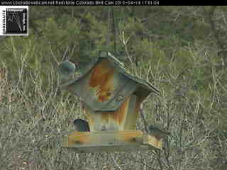 Bird Feeder