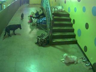 'My Three Dogs' Doggie Daycare