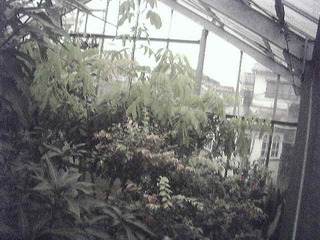 Seiji Yamamoto Greenhouse