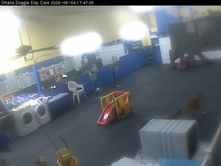 Ohana Doggie Day Care