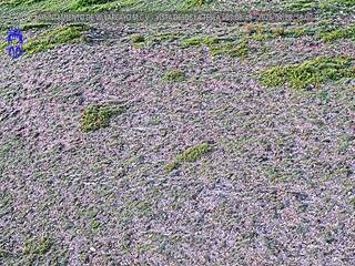 ground cover
