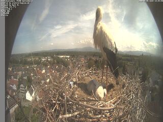 Stork Camera