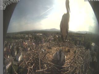 Stork Camera