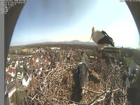 Stork Camera
